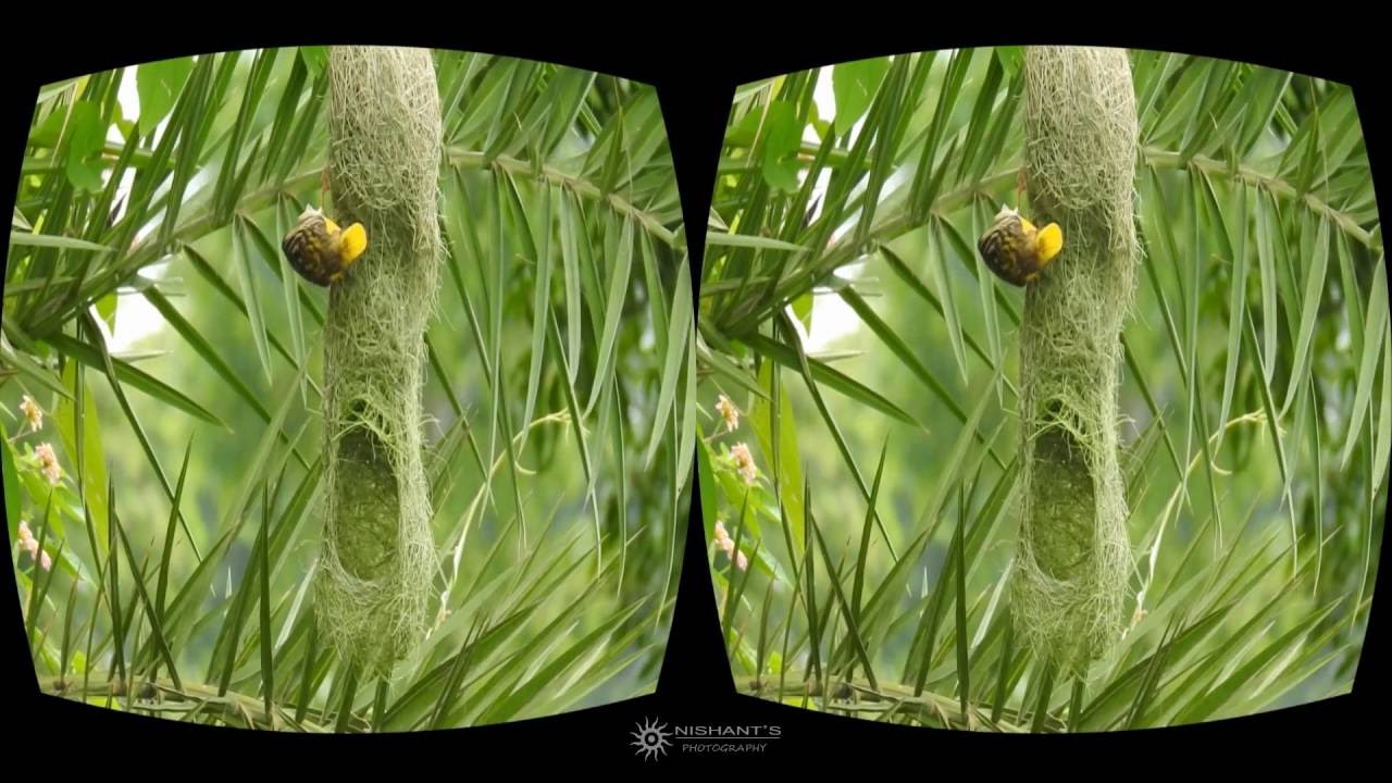 VR Google Cardboard 3D SBS 1080p Virtual Reality video Of Weaver Bird (Full HD 1080p)