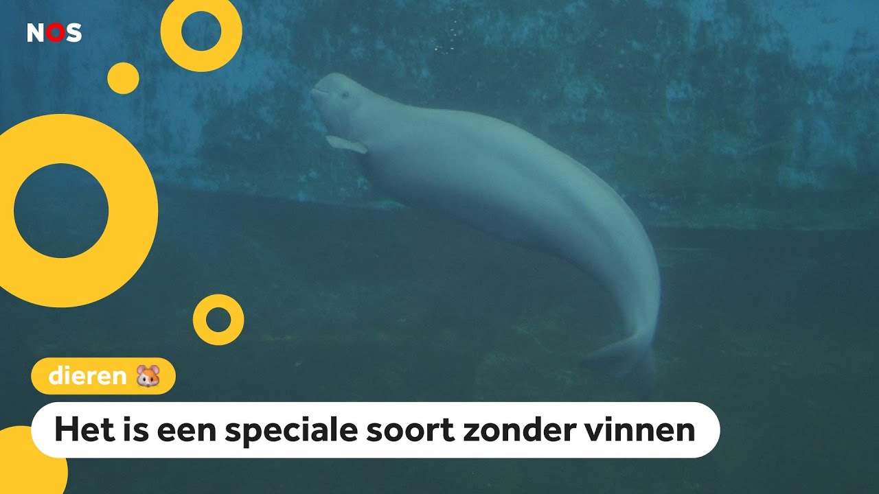 Goed nieuws: Iets meer dolfijnen in Chinese rivier