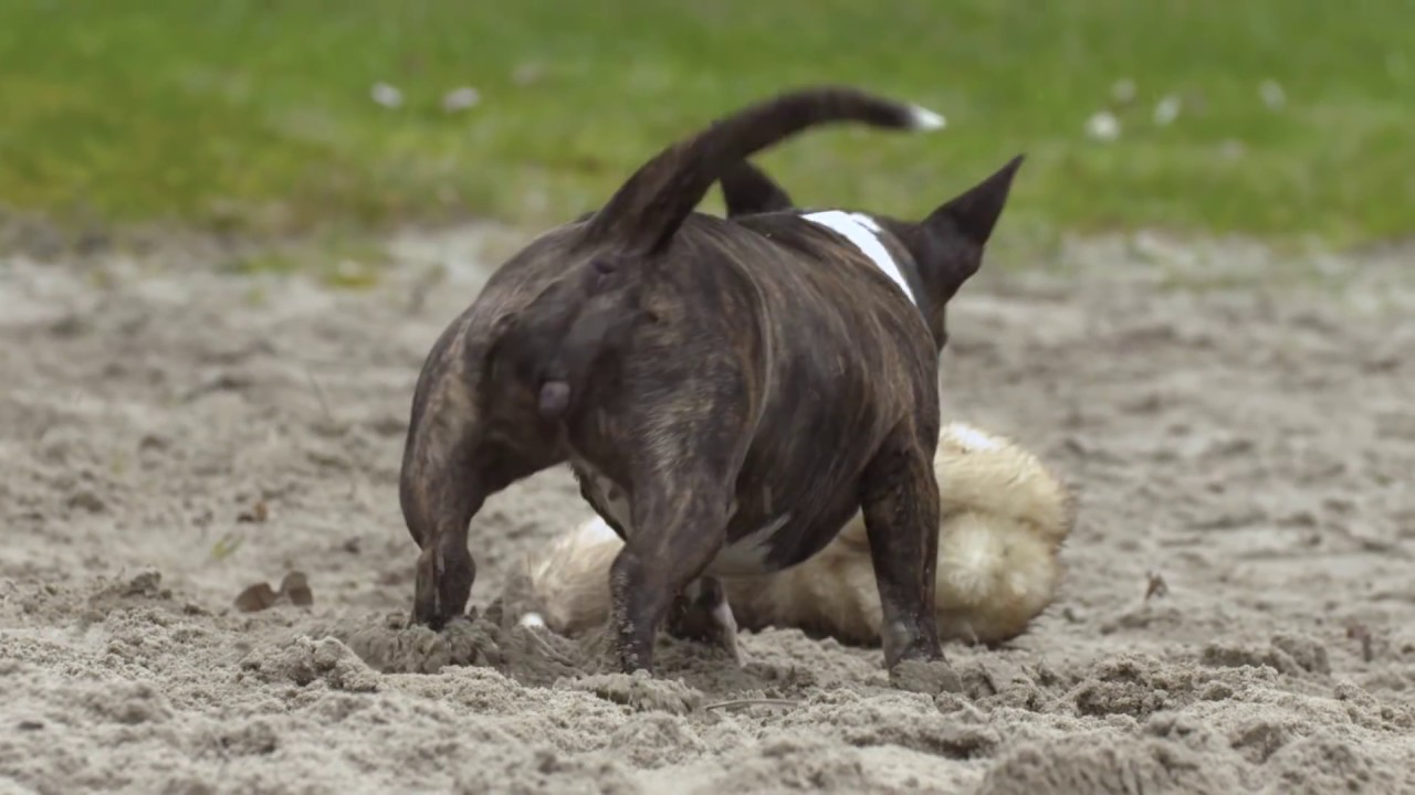 Bullyrun compleet 2017 #MiniBullterrier #BullTerrier met From Friars Point toppers
