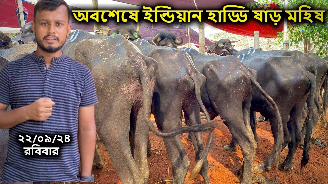 হাড্ডি ষাড় ইন্ডিয়ান মহিষ | মহিষের বাজার ২০২৪ | রবিবার ২২ সেপ্টেম্বর ২৪