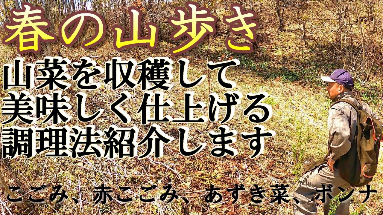 【山菜採り】収穫してから山菜料理が仕上がるまで
