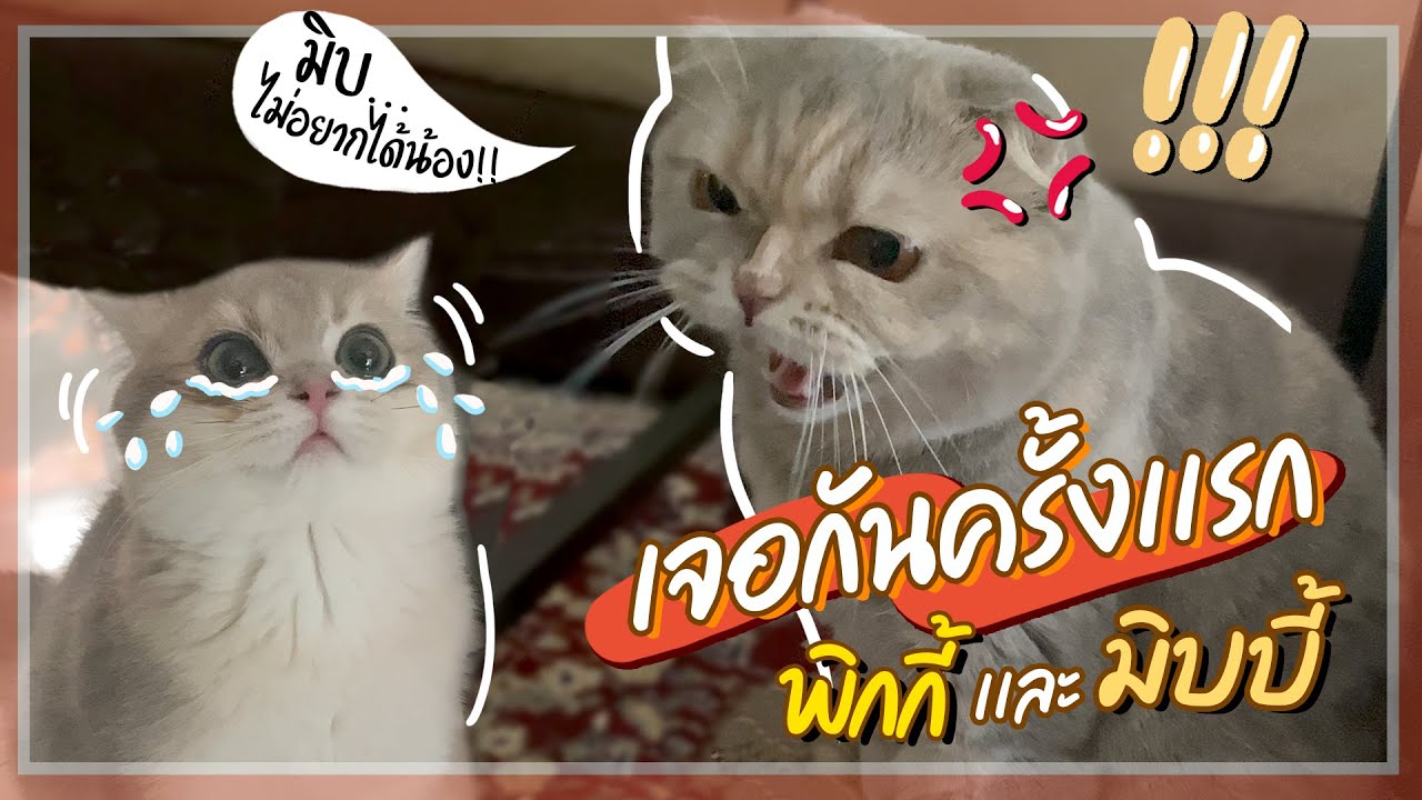 รับแมวใหม่มาได้ 5 วันต้องเอากลับไปคืน ฟาร์มซ่ะแล้ว