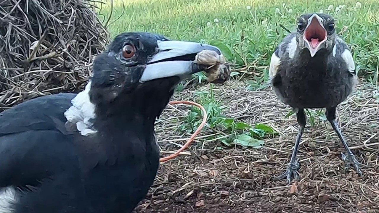Australian Magpie parents and chicks – bathing, drinking and bales
