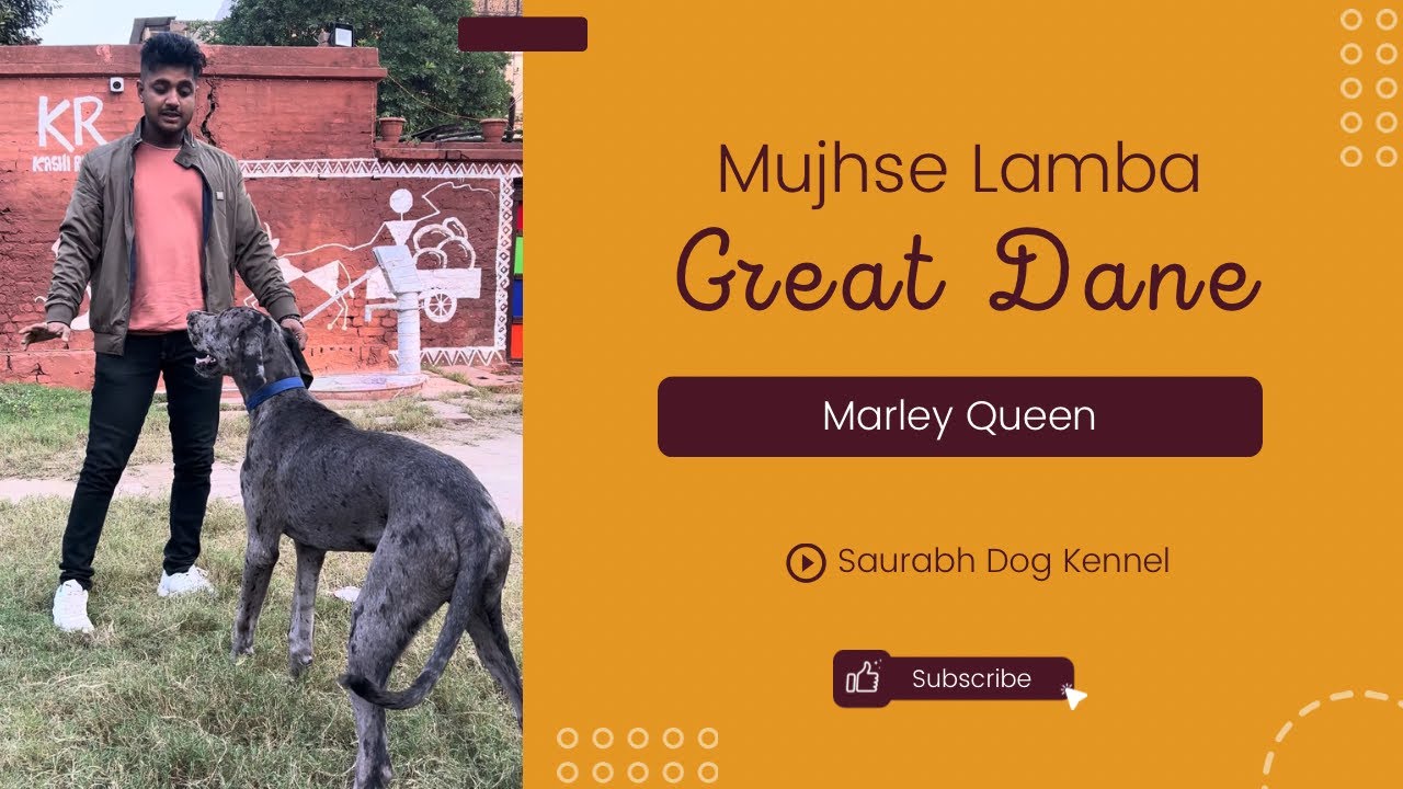 Marley Queen Great Dane Puppies Available | Saurabh Dog Kennel | Contact - 9140752208, 7275863266