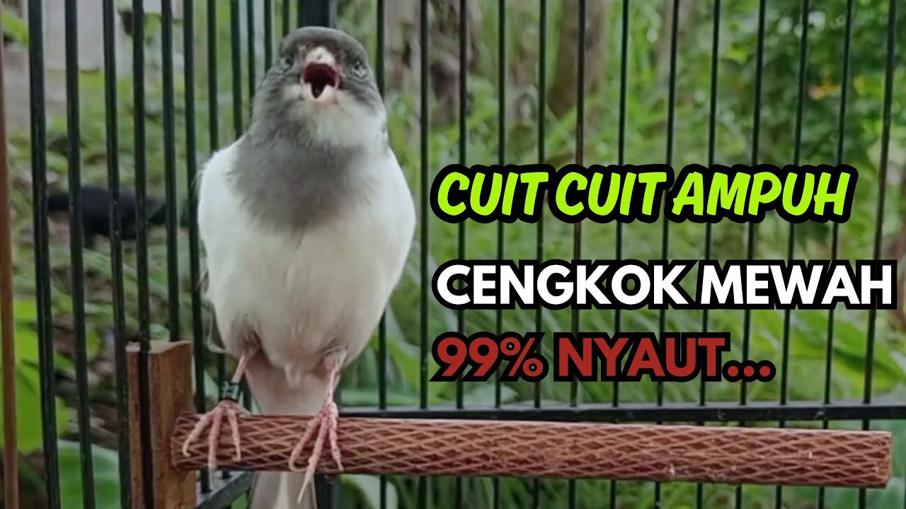 KENARI GACOR  Cuit CUIT BIRAHI SUARA Kenari MASTERAN TERBAIK UNTUK PANCINGAN & MASTERAN Kenari PAUD