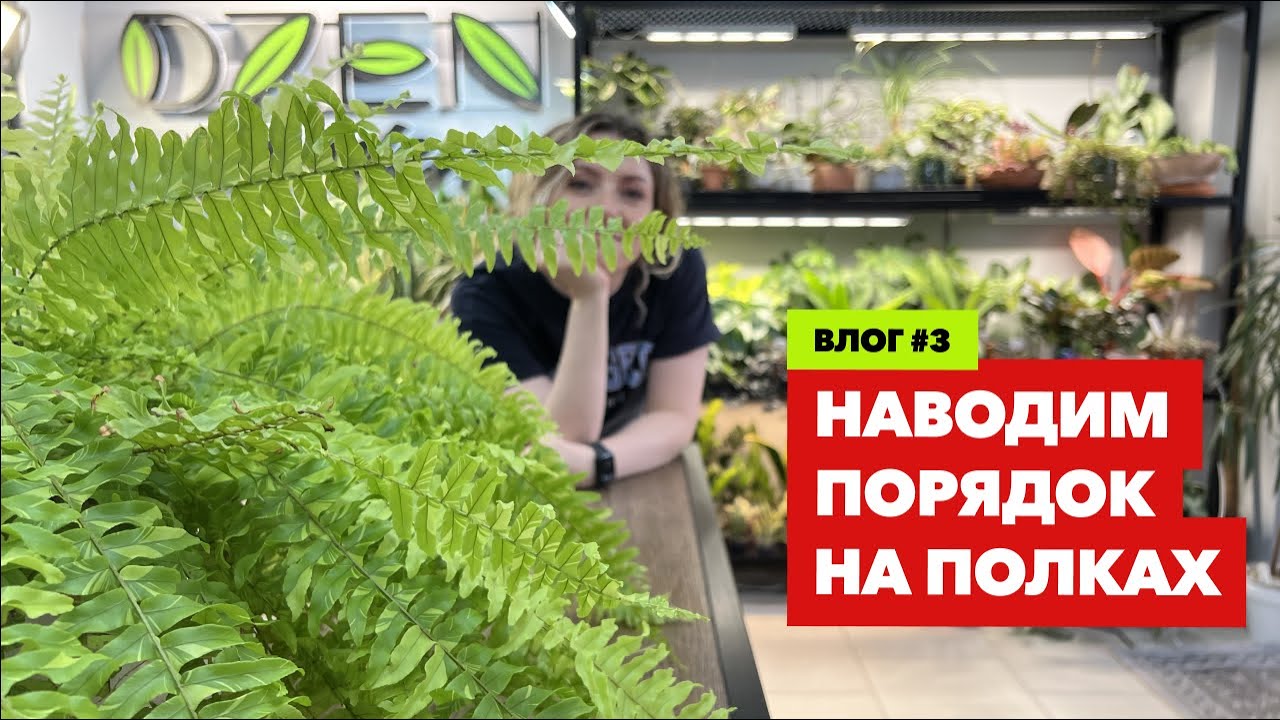 Цветочный влог » Наводим порядок в стеллажах с растениями