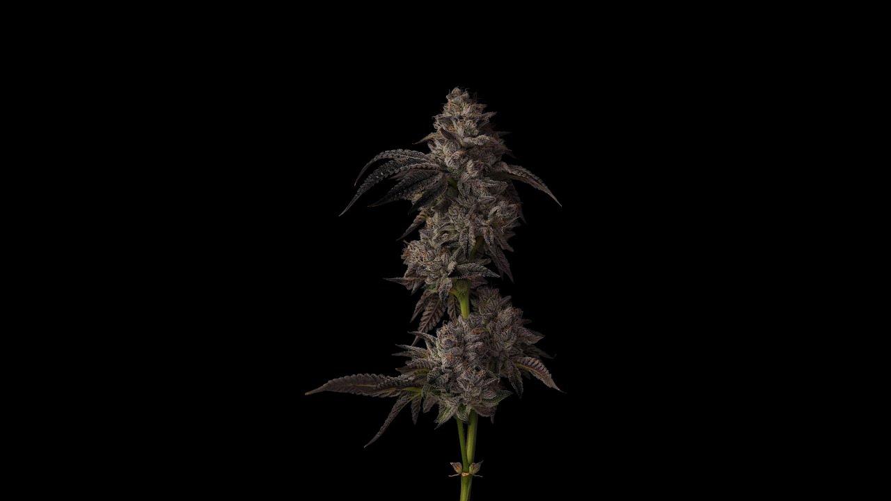 { White Russian } Late Stage 360