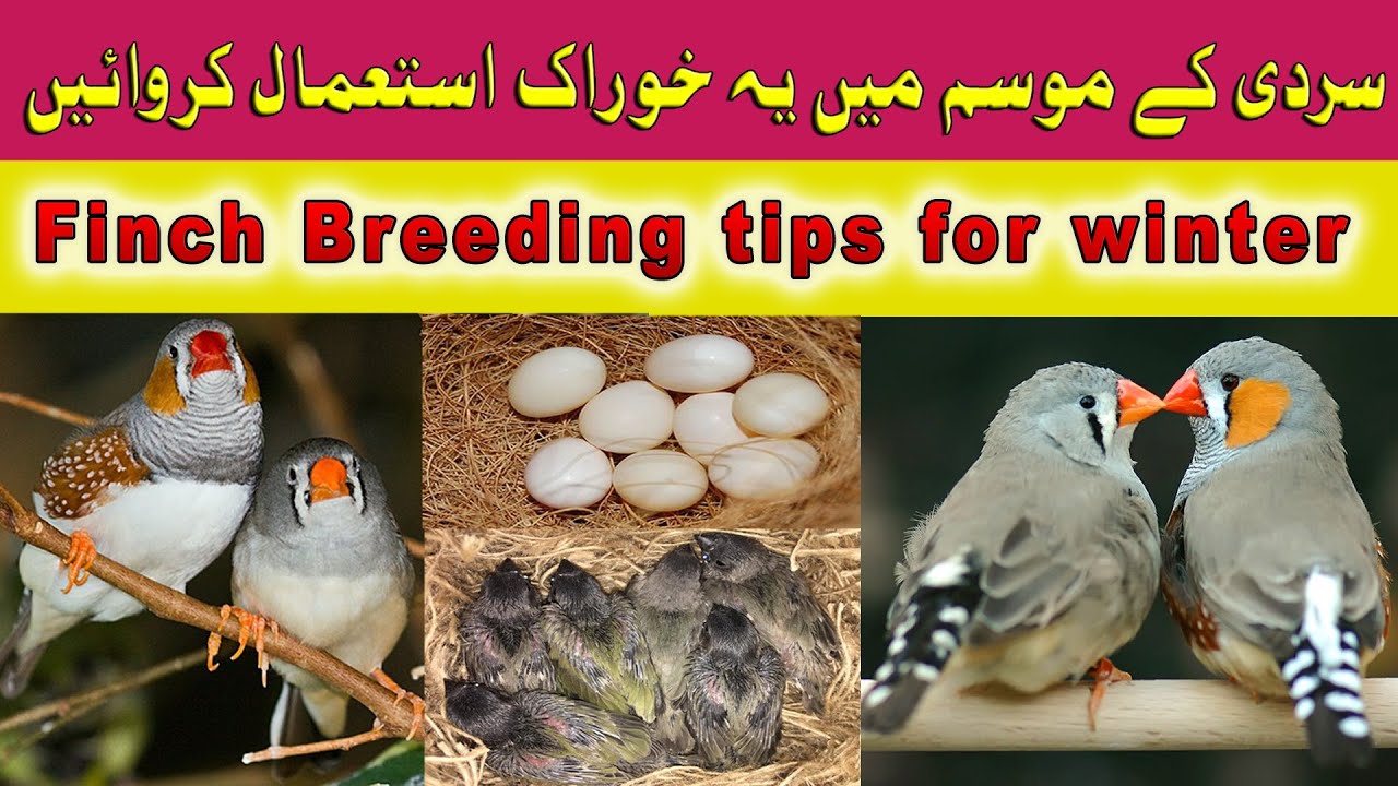 Finch Breeding tips for winter | Finch breeding food for winter