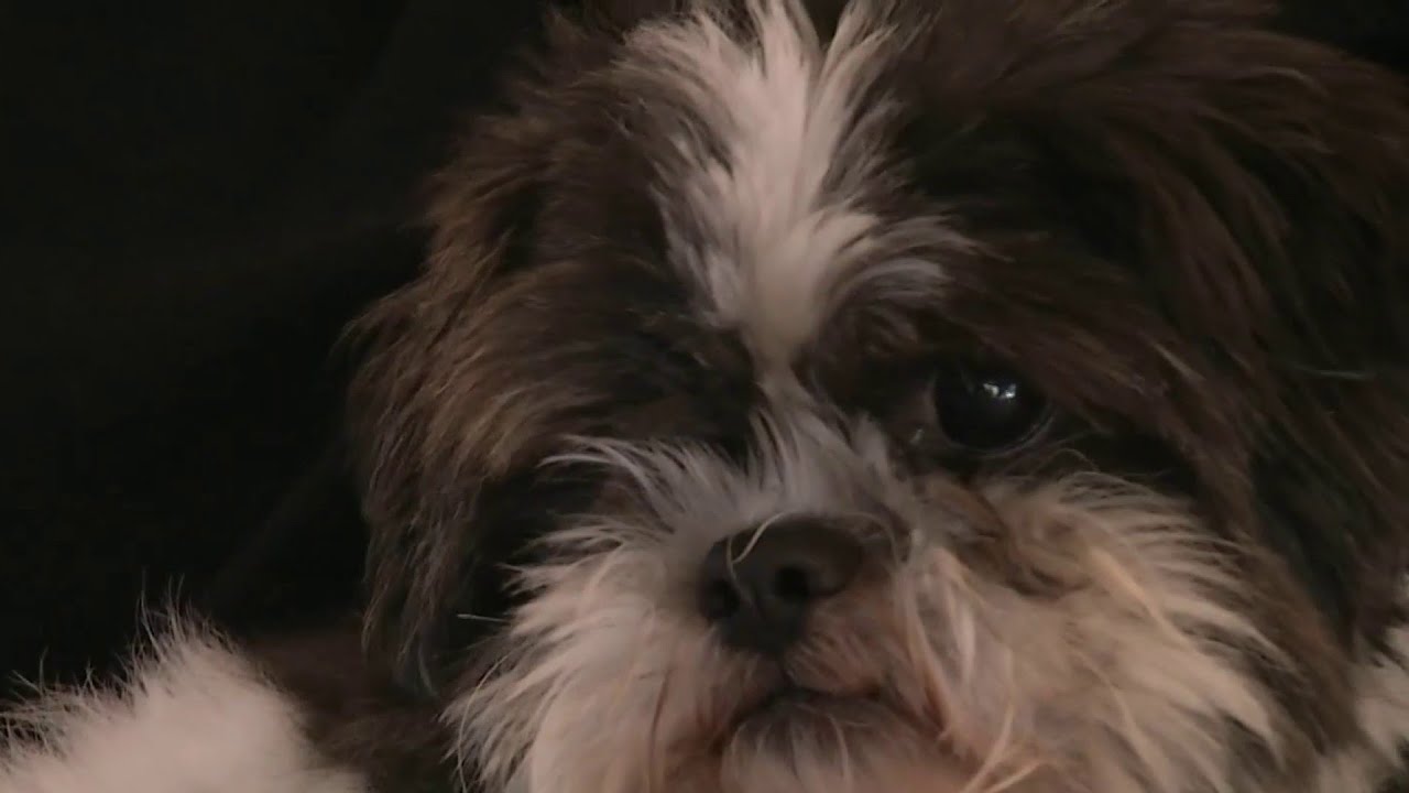 News 6 Investigates: Pet serivce facilities exposed