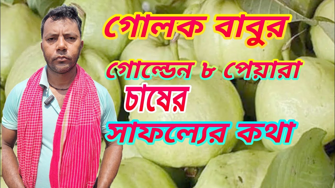 golden 8 guava farming.গোল্ডেন ৮ পেয়ারা চাষ ও বিশেষ কিছু গোপন  পরিচর্যা।