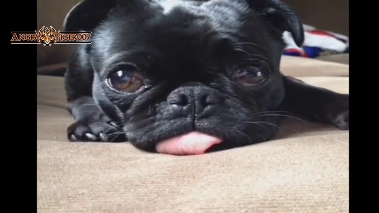 Best Of Funny Pug Vines Compilation