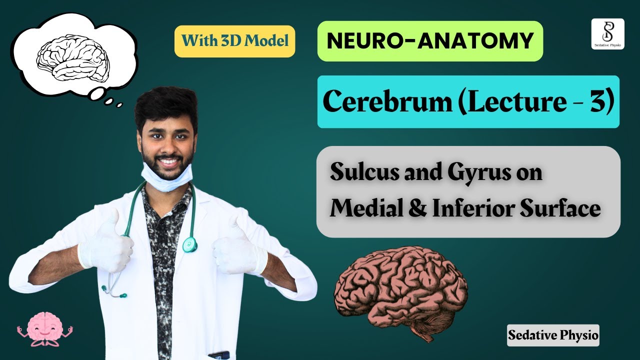 Sulcus & Gyrus on Medial & Inferior Surface -- Cerebrum anatomy | Neuroanatomy