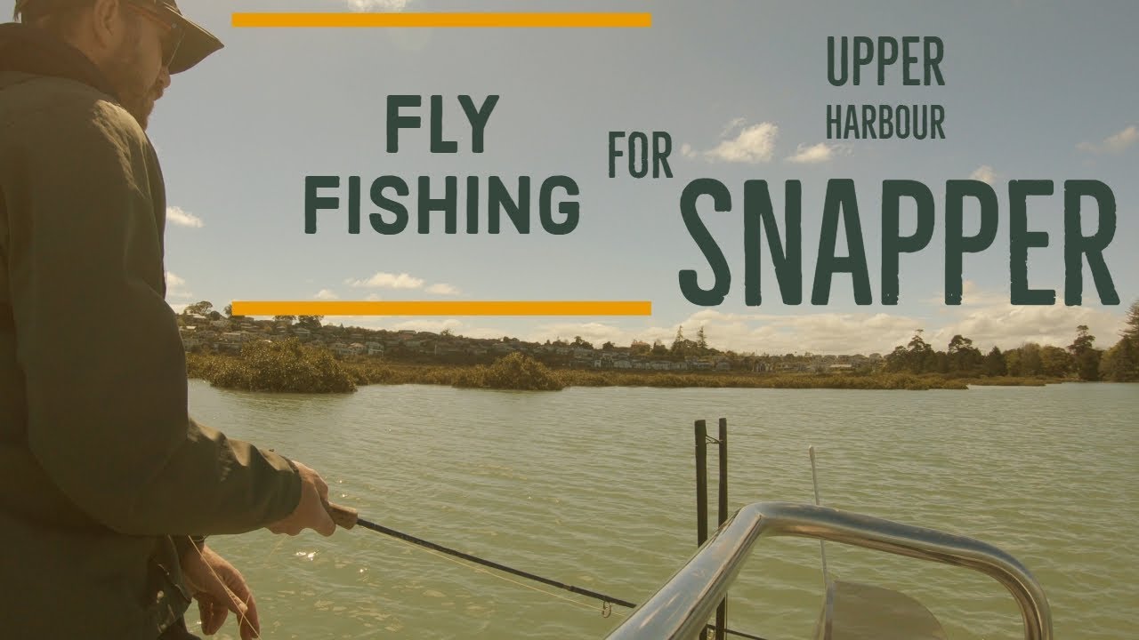 Fly fishing for upper harbour Snapper in the mangroves