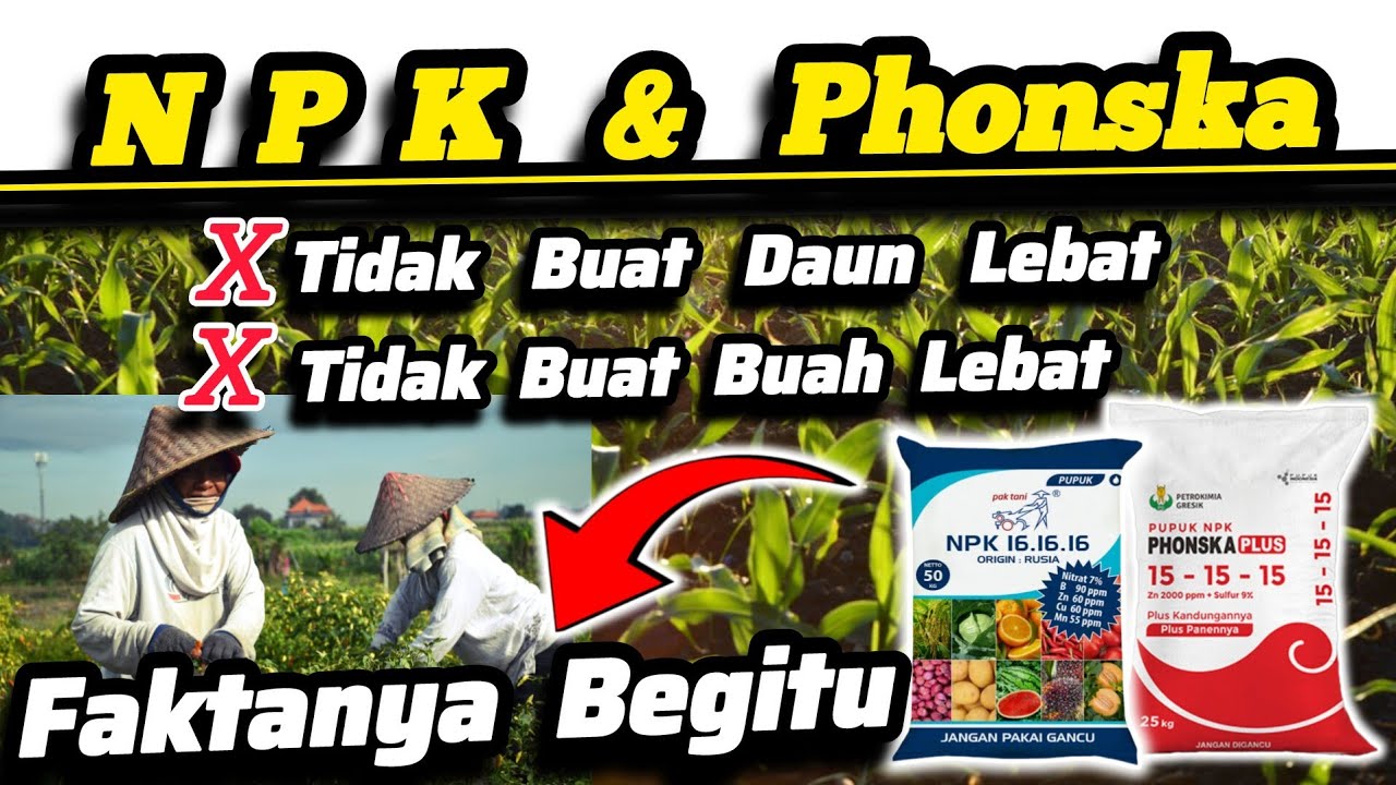 ❌ Pupuk NPK Mutiara 16 16 16 dan Phonska 15 15 15 Tidak Akan Maksimal Untuk Fase Vegetatif/Generatif