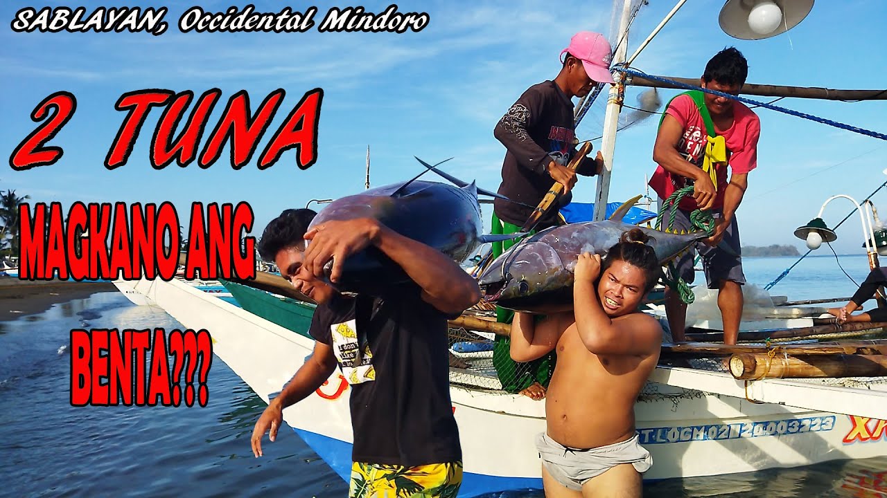 MONSTER TUNA CATCHING AND SELLING AT SABLAYAN, OCC. MINDORO, PHILIPPINES/ how much does TUNA COST???