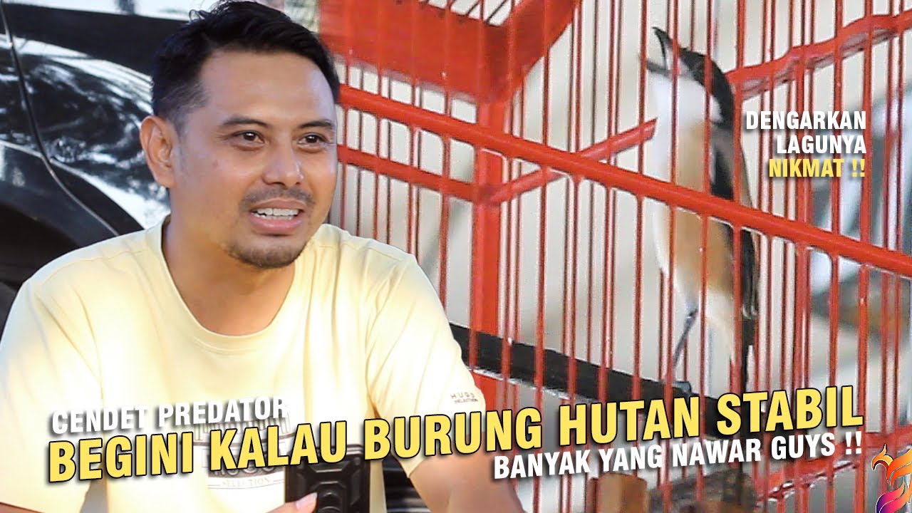 [ Cendet PREDATOR ] Begini Jadinya Kalau Burung Hutan Stabil Juara !! Ditawar Dari Berbagai Kota