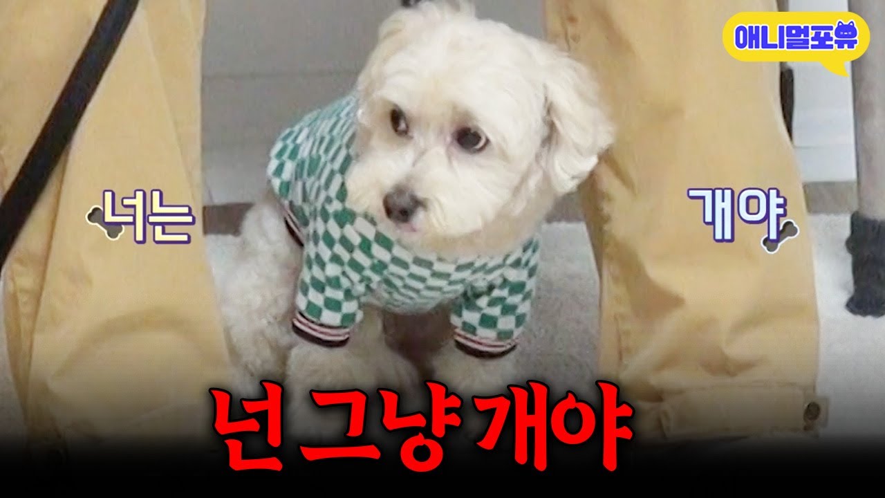오냐오냐 키웠더니 자기가 사람인 줄 아는 개, 제대로 교육하는 강형욱 I KBS 개는 훌륭하다 230327 방송