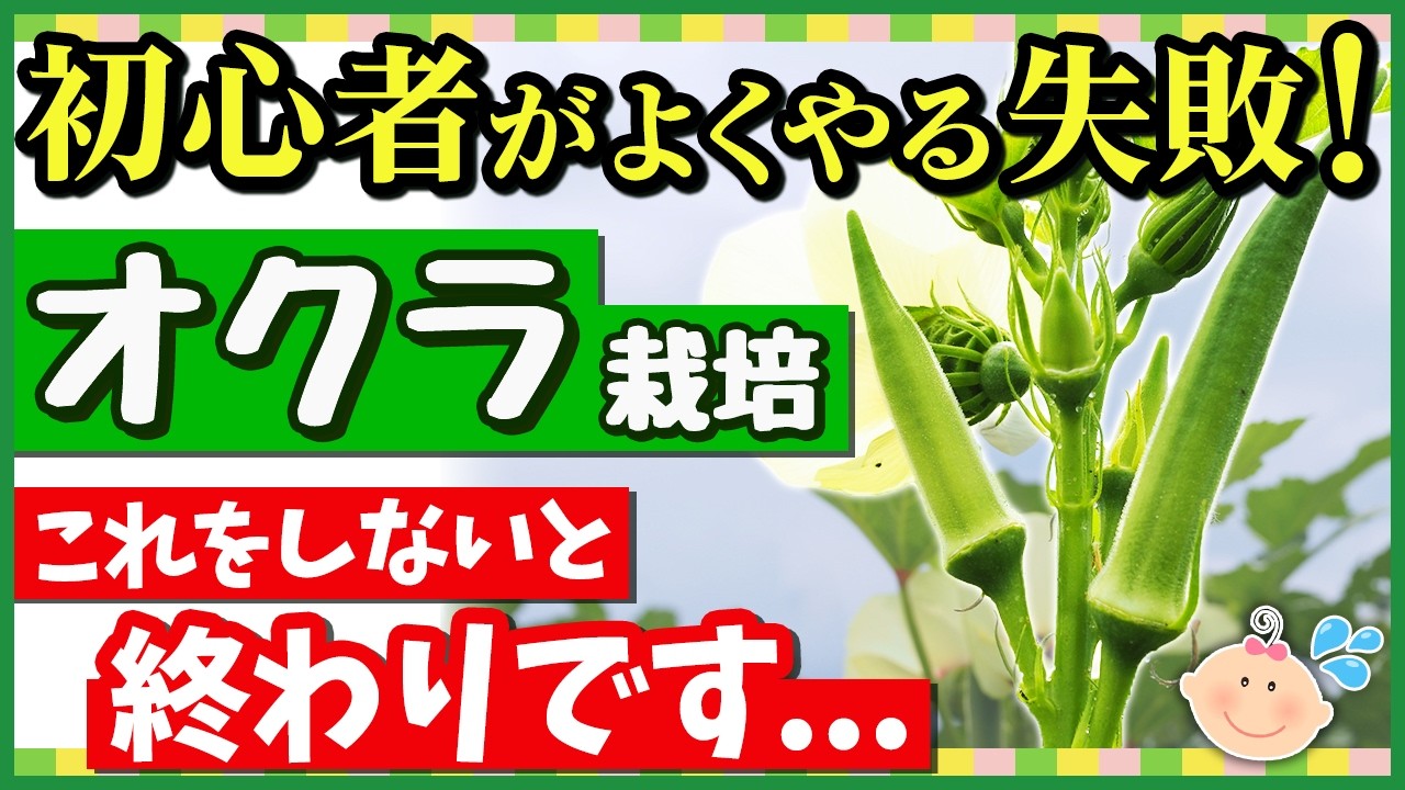 【オクラ】初心者でも驚くほど収穫できる最強の育て方！プランターOK♪簡単・家庭菜園【種から・植え付け～収穫まで】