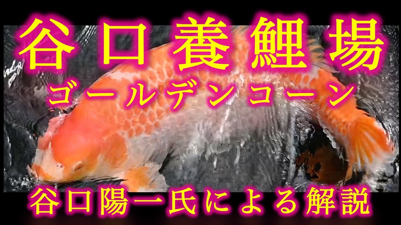 養鯉場訪問①後編[谷口養鯉場 ゴールデンコーン：谷口陽一さんによる解説]　Golden Cone, Taniguchi Koi Farm, 2023 update