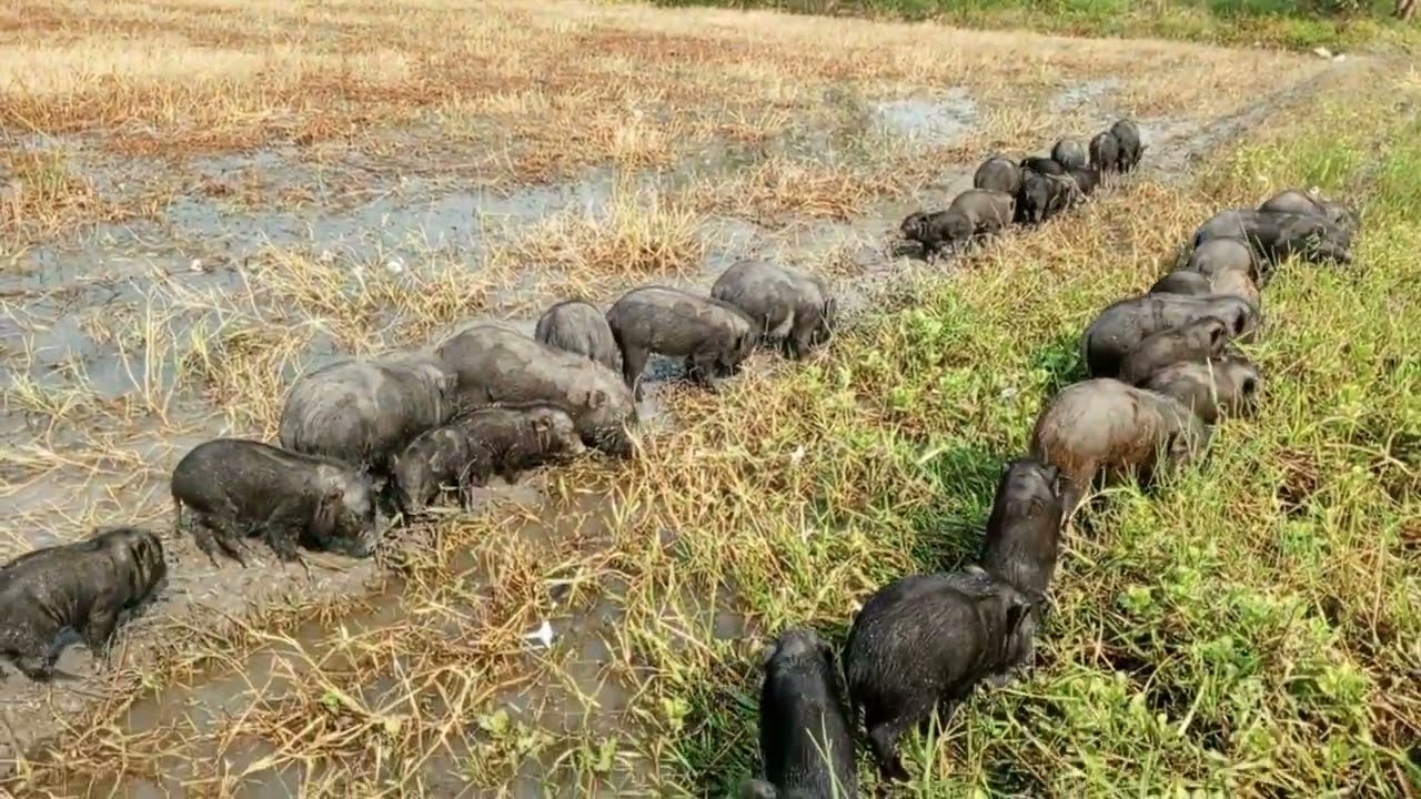 Best animals video. Sundor village mud black pig. Animal life nich pets video