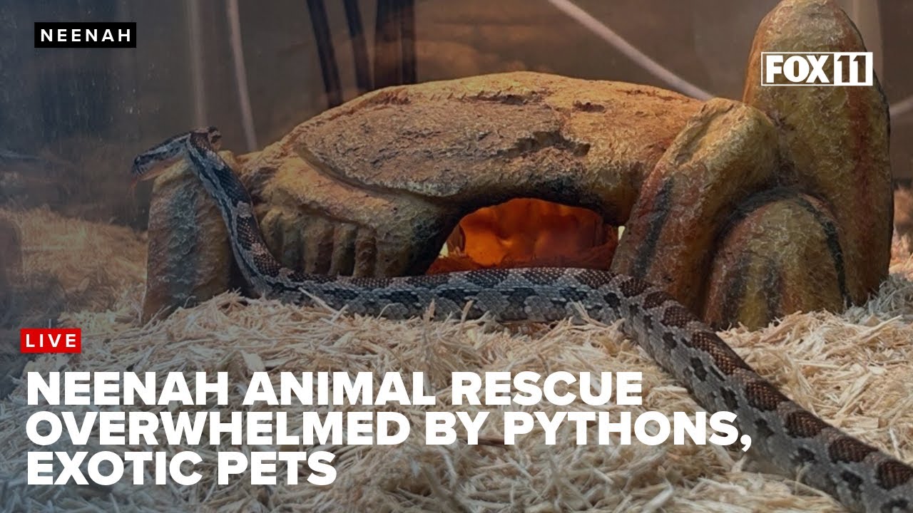 Growing Need for Exotic Pet Rescues at J&R Aquatic Pet Rescue in Neenah