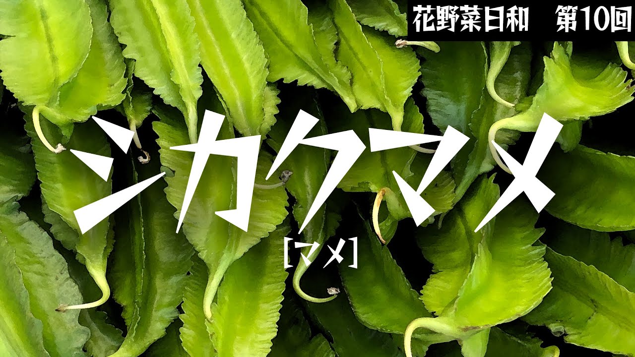 第10回【マメ】翼を持った豆、シカクマメ　151日間の栽培記録