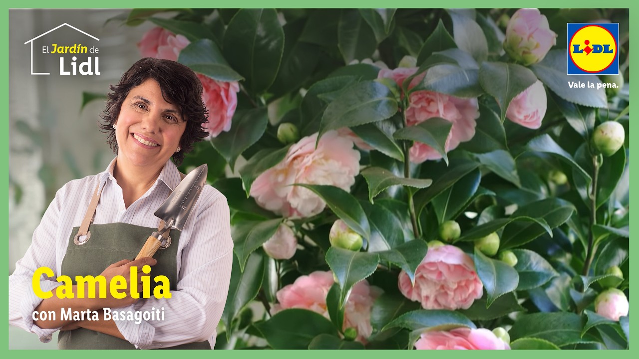 Cuidado de la Camelia 🌷🌹| El Jard&iacute;n De Lidl | Lidl Espa&ntilde;a