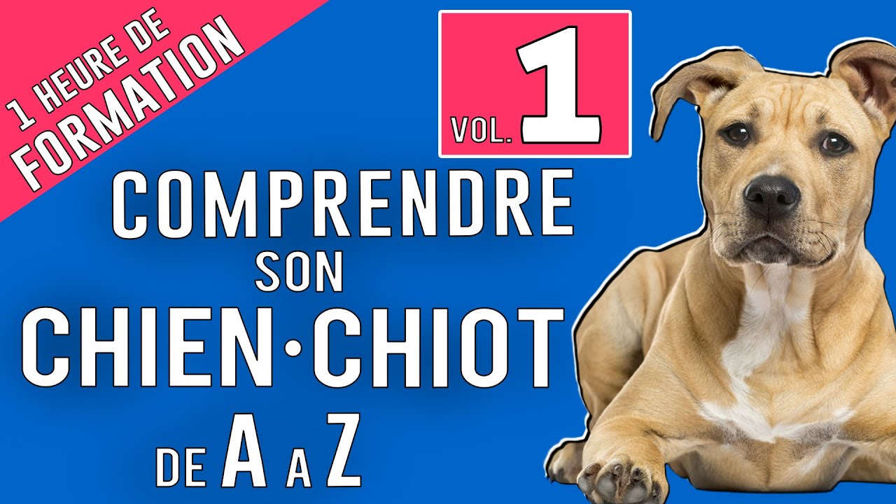 TOUT SAVOIR SUR VOTRE CHIEN 1