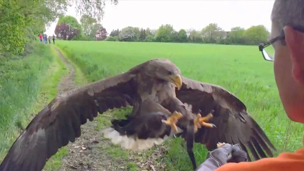 Video eines ungewöhnlichen Fluges: Köln aus der Adler-Perspektive | DER SPIEGEL