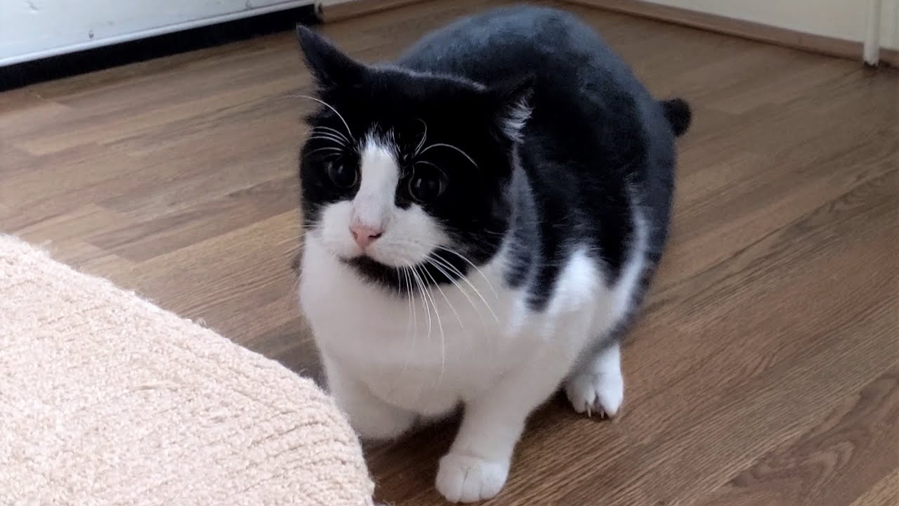 Cat Wiggles Butt Before Pouncing On Camera | 4K