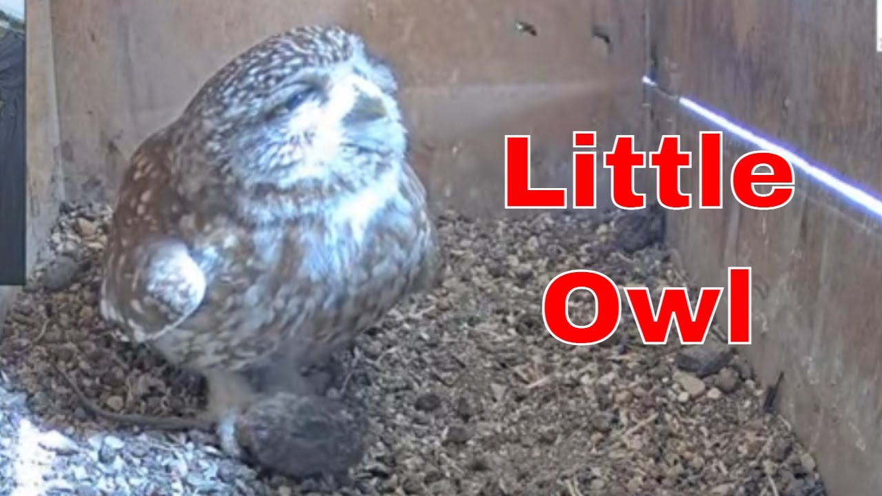 Little Owl Romance: Male Gifts Mouse to His Mate! 🐭💝🦉