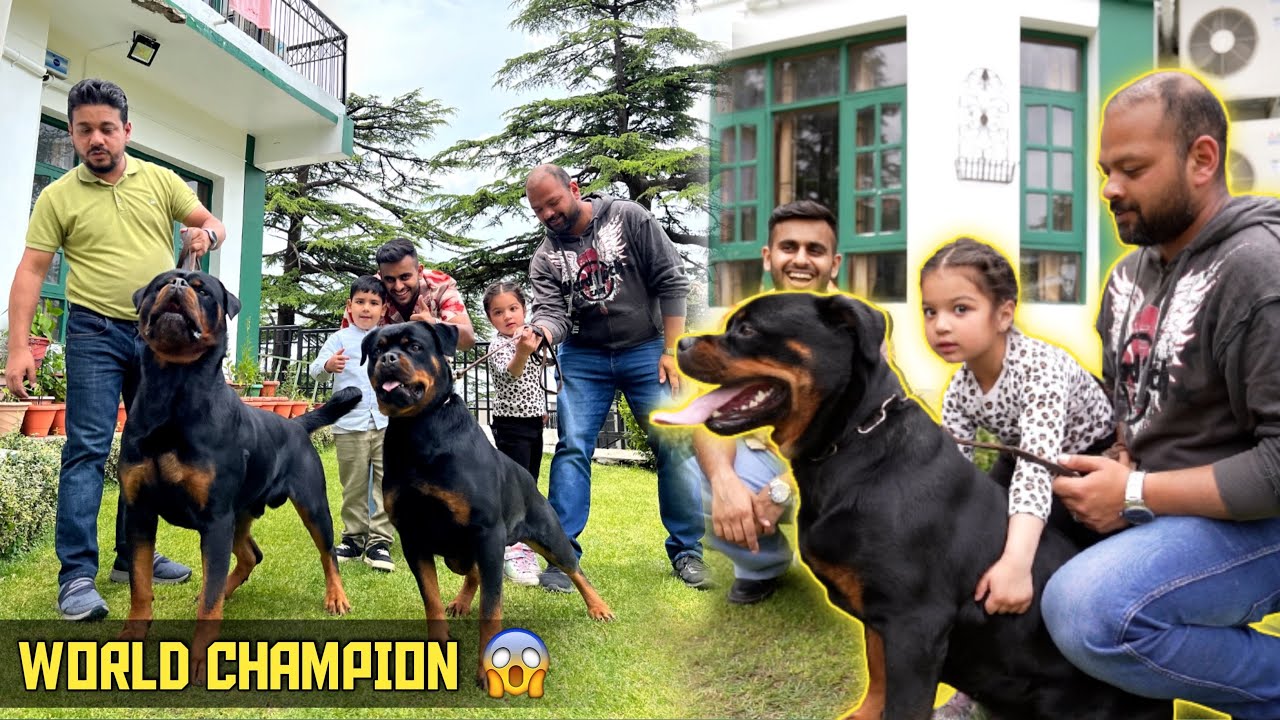 They have world class Rottweilers at there Home in shimla (Himachal Pradesh) 😱