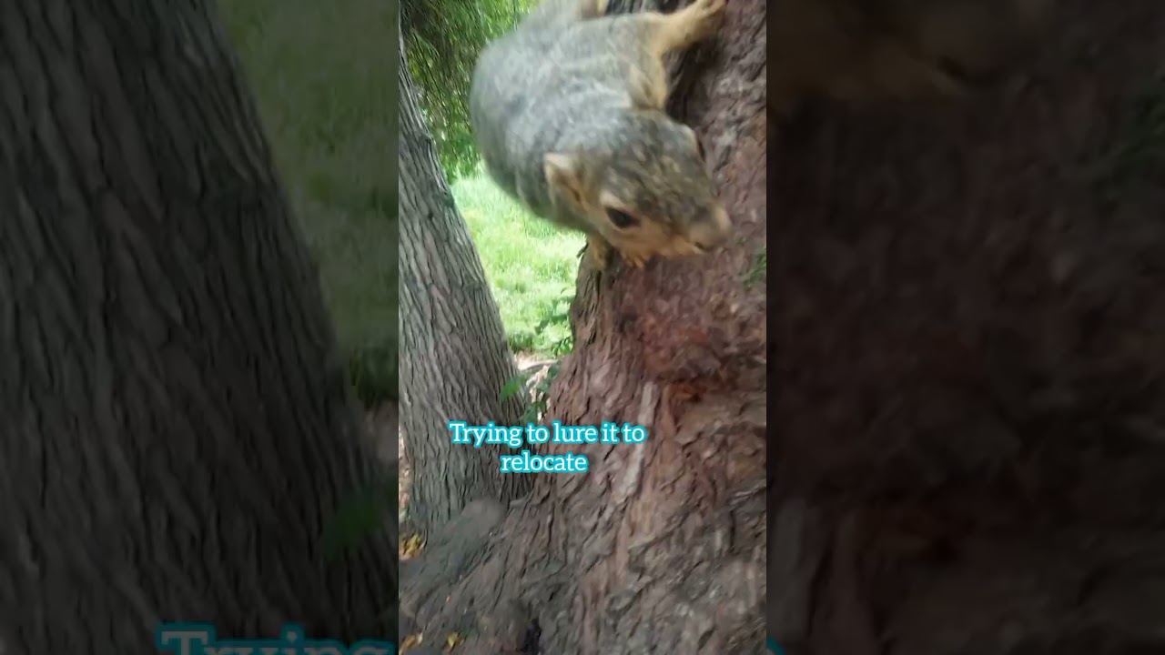 Feeding The Sloth Squirrel 081725