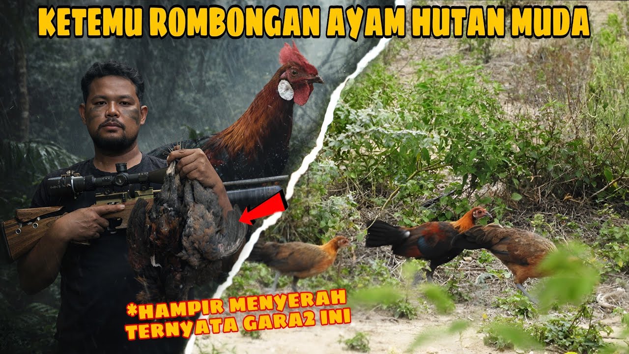 HAMPIR MENYERAH SAAT BERBURU AYAM HUTAN‼️TERNYATA INI PENYEBABNYA ⁉️