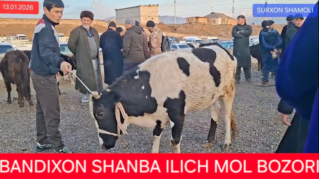 13.02.2026 BANDIXON SHANBA ILICH MOL BOZORI 