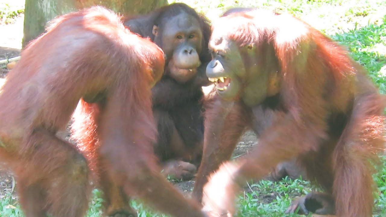 Three boy orangutans go all out to play / 全力で遊ぶ子どもオランウータンたち
