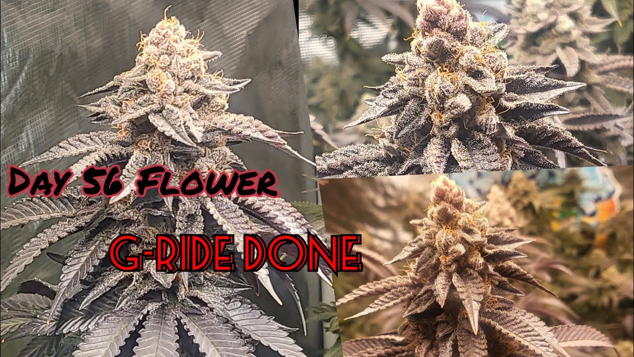Seed To Harvest Ep4. Week 8 Flower. G-Ride is getting Chopped. #TNBFAM #tnbnaturals #floraflex