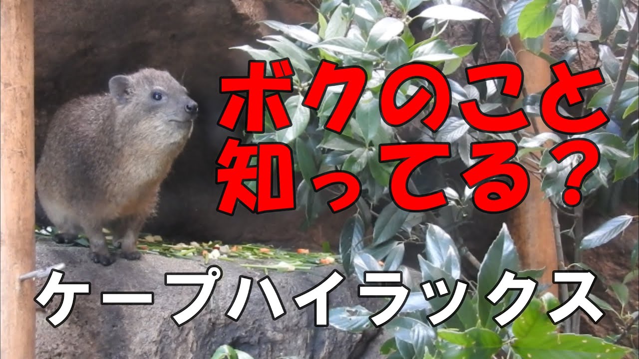ボクのこと知ってる？　ケープハイラックス　天王寺動物園