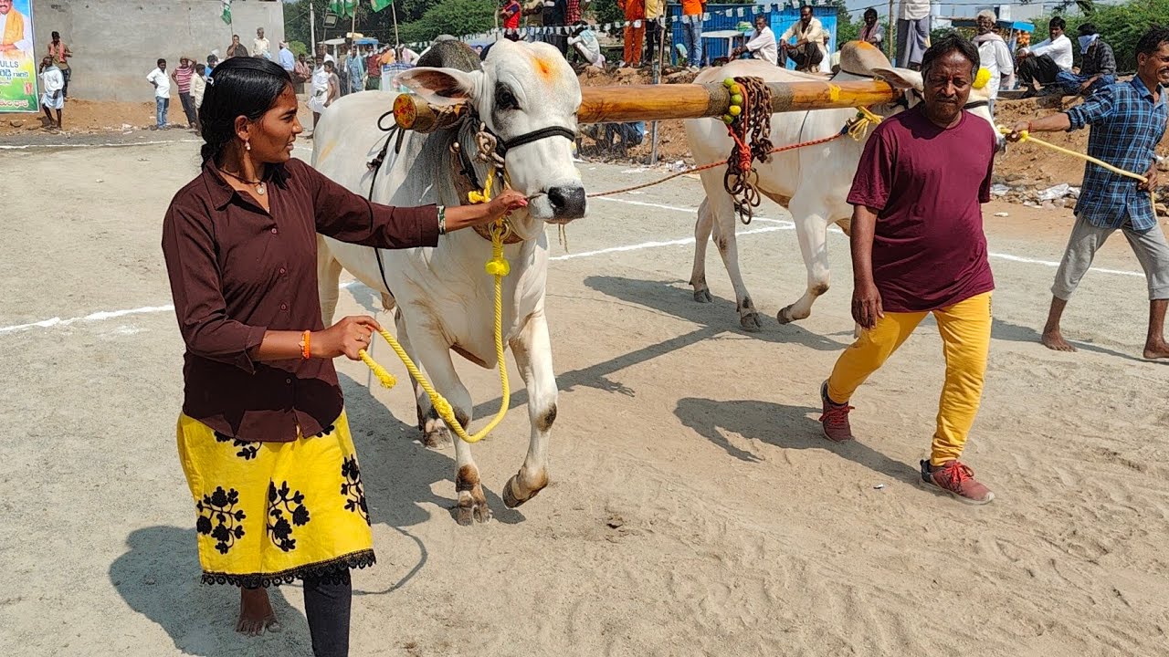 Women vs Ongole gitta ||Bull race karampudi||ఒంగోలు జాతి గిత్తలను పరిగెత్తించిన మహిళ ||బరిలో గిత్తని