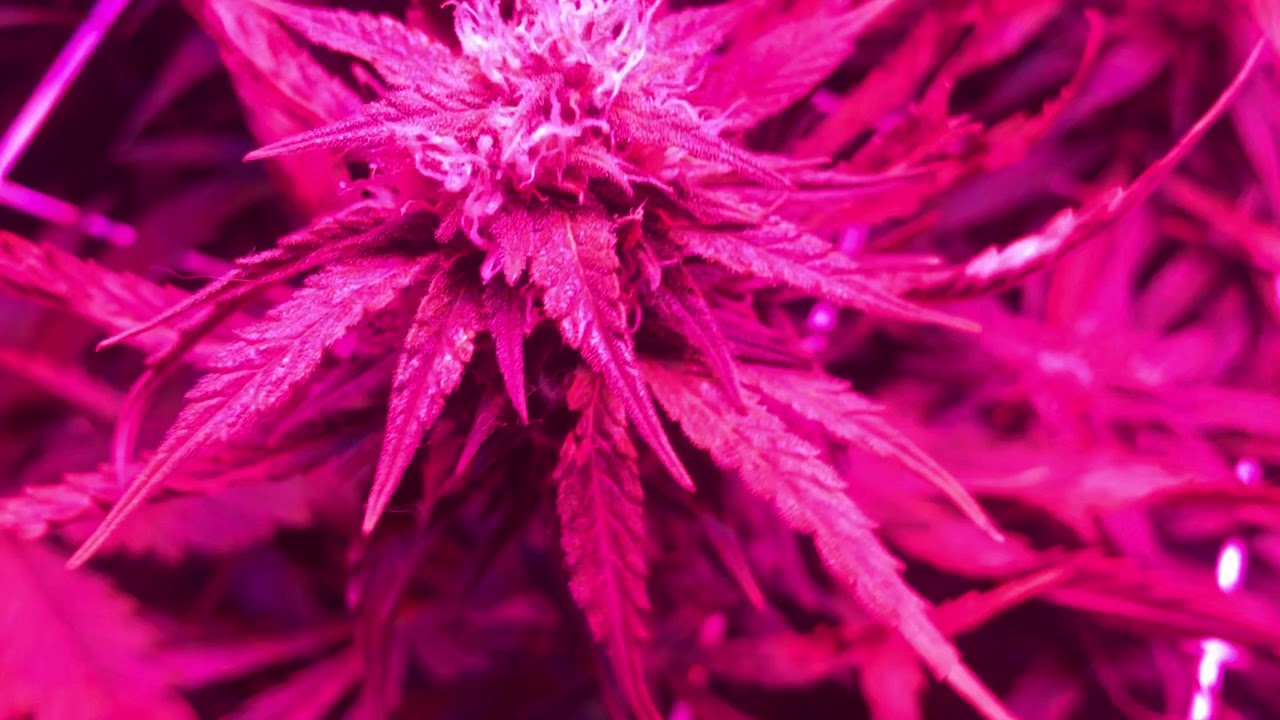 Late Flower Lockout!!!! FML