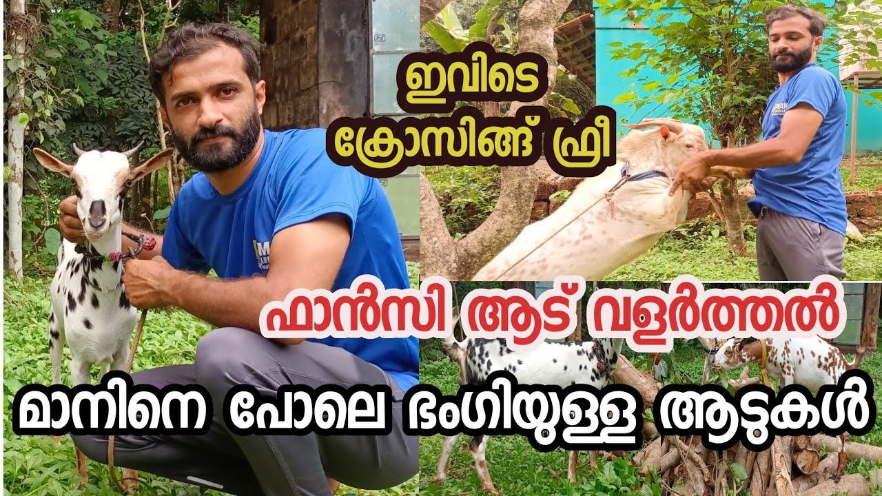 Barbari goat farming Malayalam| ആട് വളർത്തൽ|Barbari goat farm|goat farming|fancy goat farm in kerala