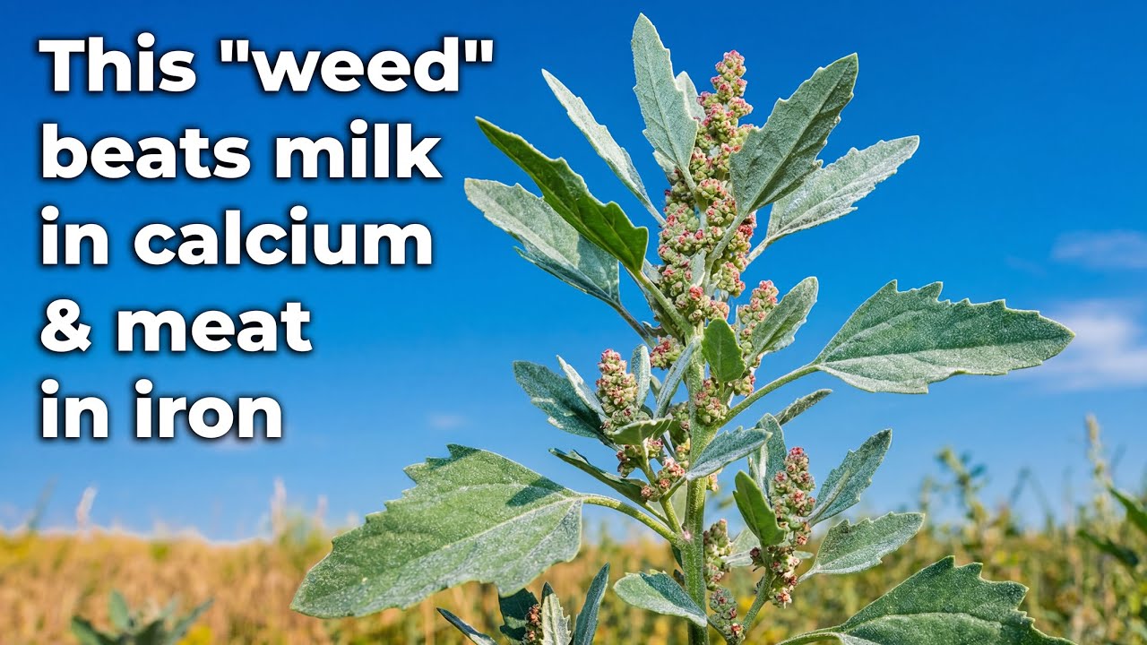 Better Than Spinach & Quinoa Combined — The Free Superfood Hiding in Plain Sight