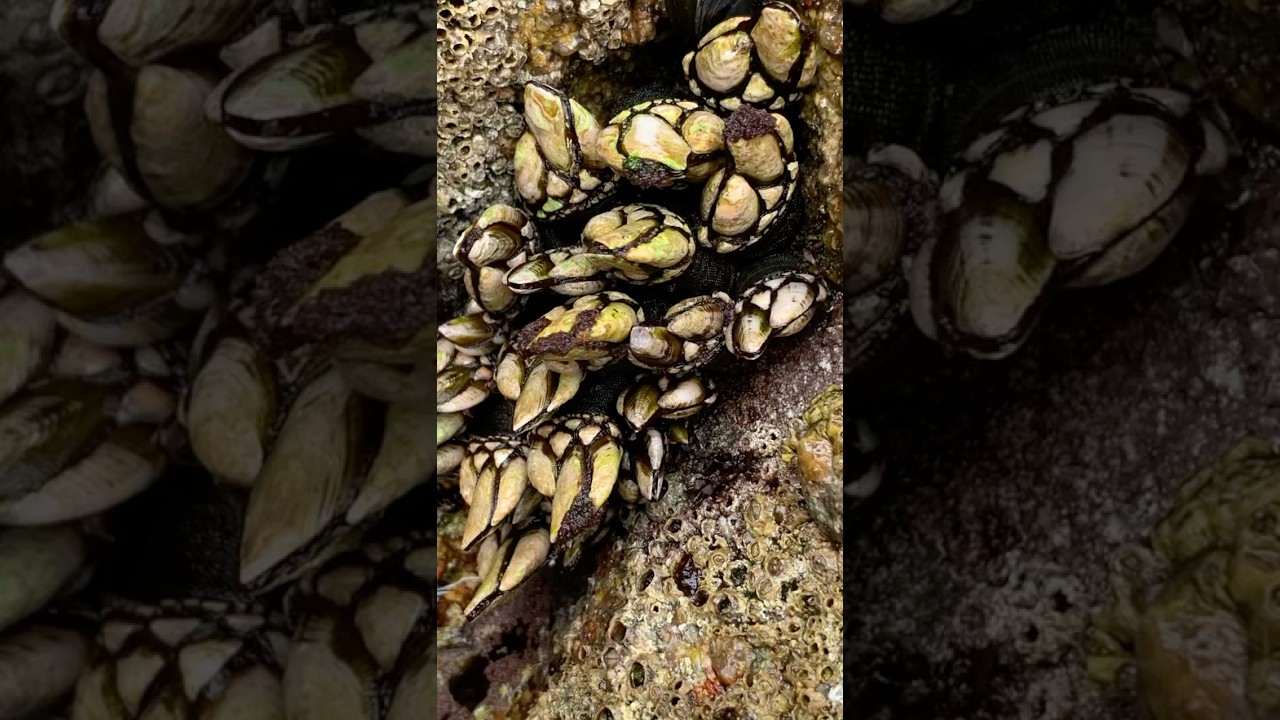 #Le Pouce Pied, Est-ce que vous avez go&ucirc;t&eacute;? #Goose Barnacle