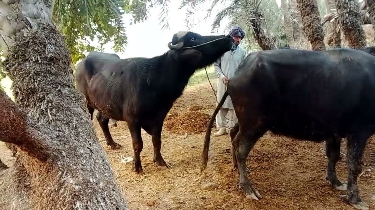 The most beautiful video of the animal's union