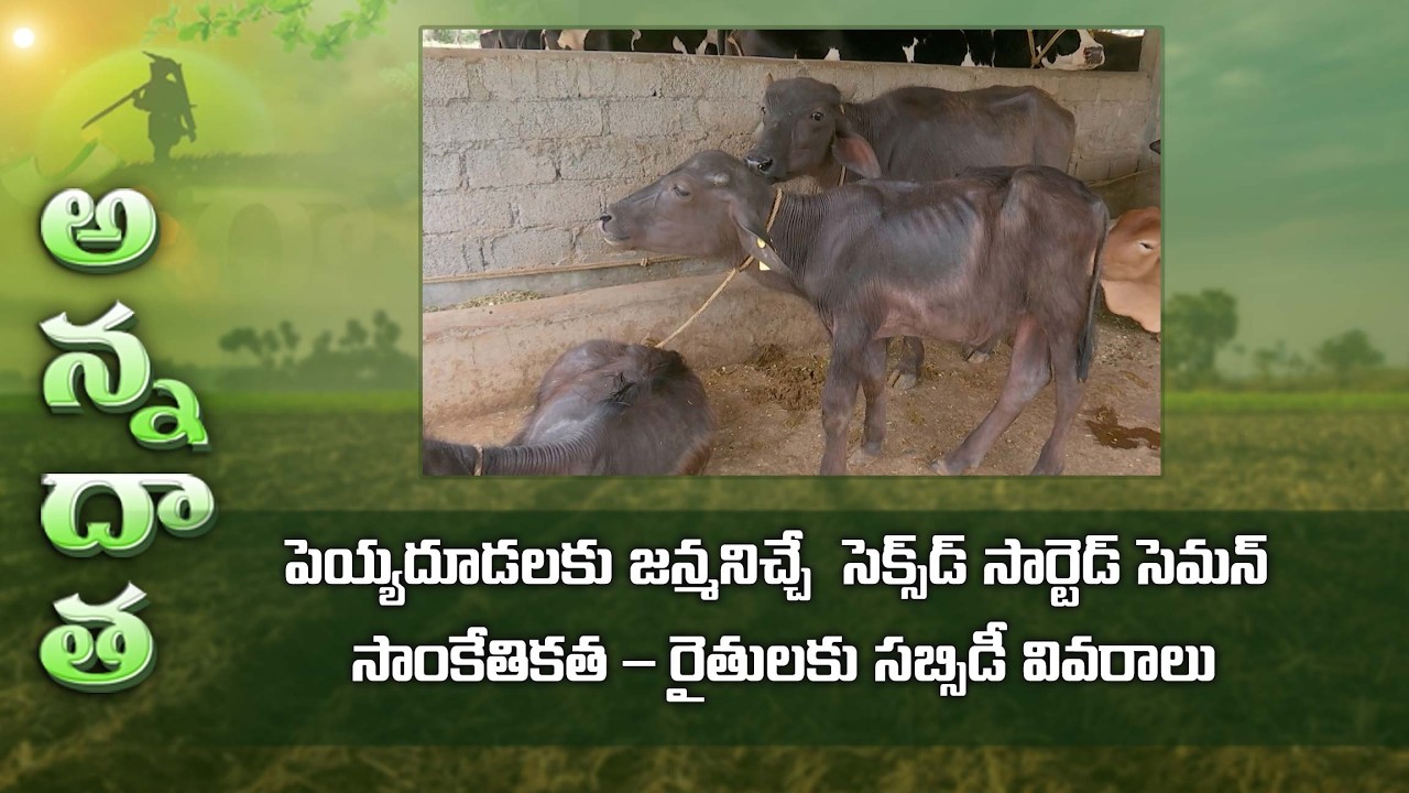 Sexed sorted semen technology for producing female calves | ETV