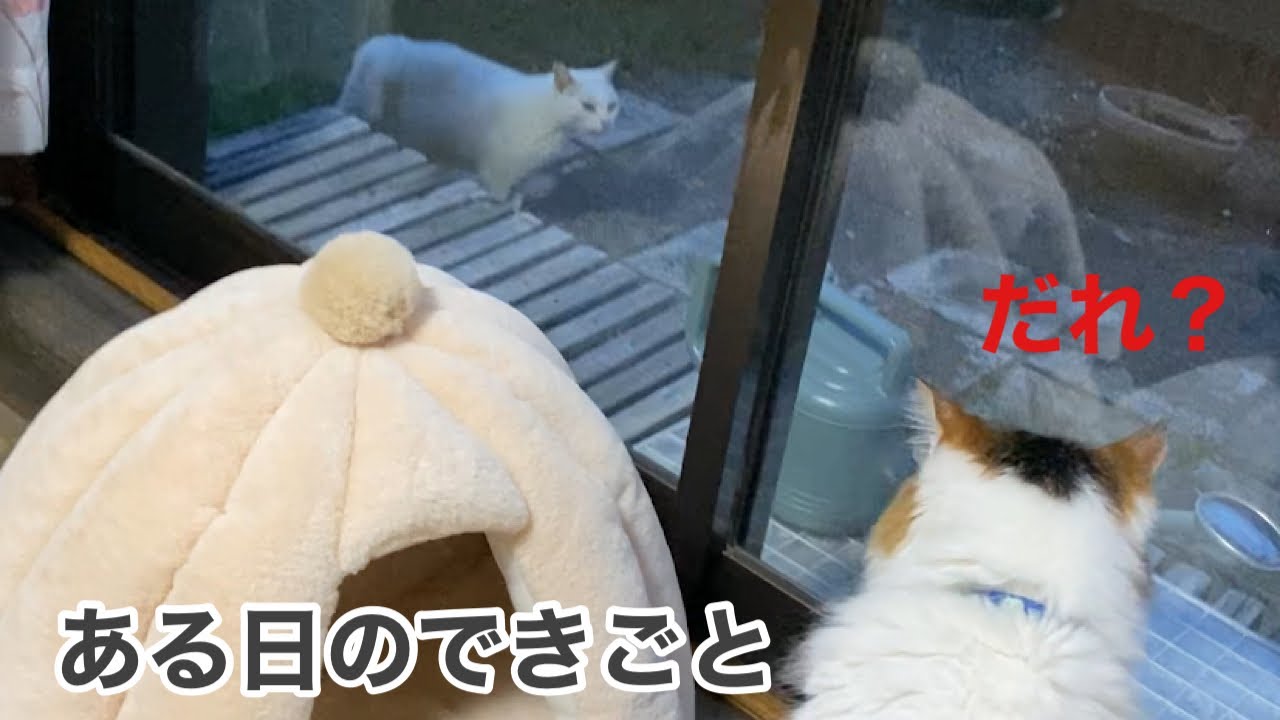 [70歳おばあちゃんと2匹の猫の日常]ある日の出来事