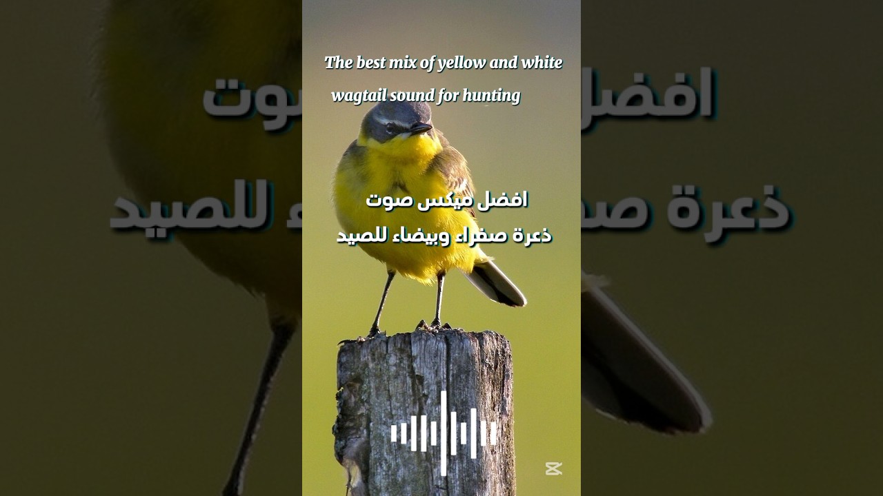 افضل وأنقى ميكس ذعرة بيضاء وصفراء ومجاني لأحلى مشاهدين