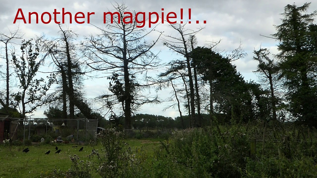 Magpie and crow shooting with Air Rifle, setting up and camo.