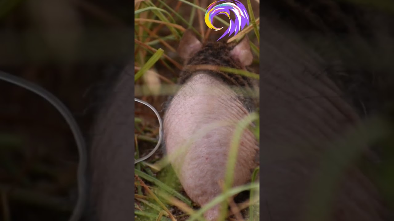 Rat with skin disease(Rat@shutterpress) 