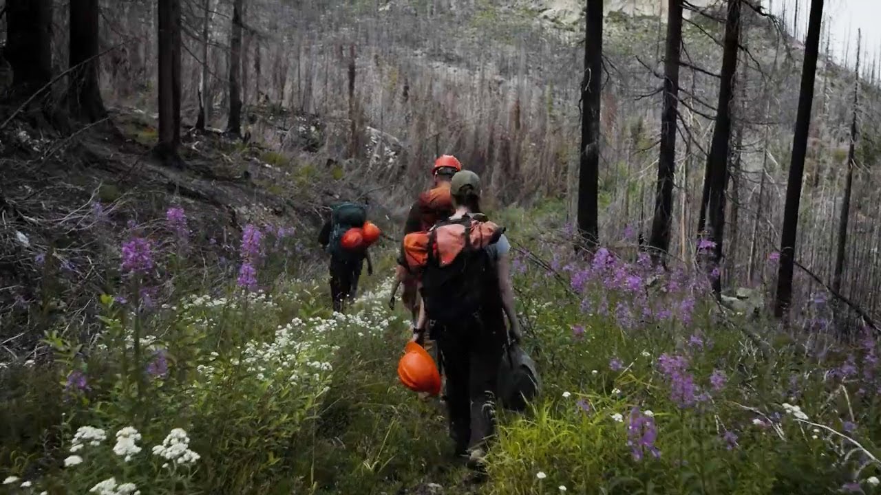 Studying the life cycle of a large scale forest fire